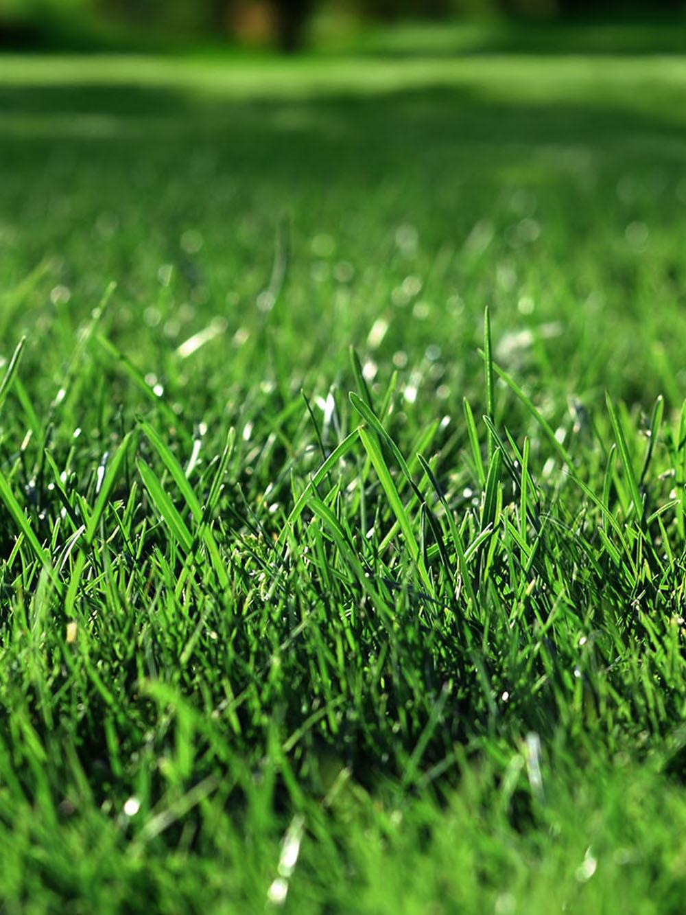Michigan Green® Mix